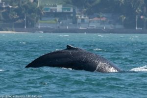 Baleia Jubarte é resgatada e tirada de rede de pesca no canal de São Sebastião 1 https://vale360news.com.br/selecao-brasileira-encara-equador-em-porto-alegre-pelas-eliminatorias/