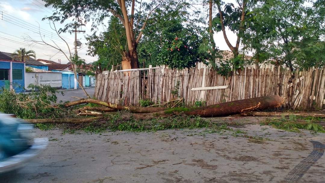 Chuvas e ventos causam transtornos e derrubam pelo menos 30 árvores em