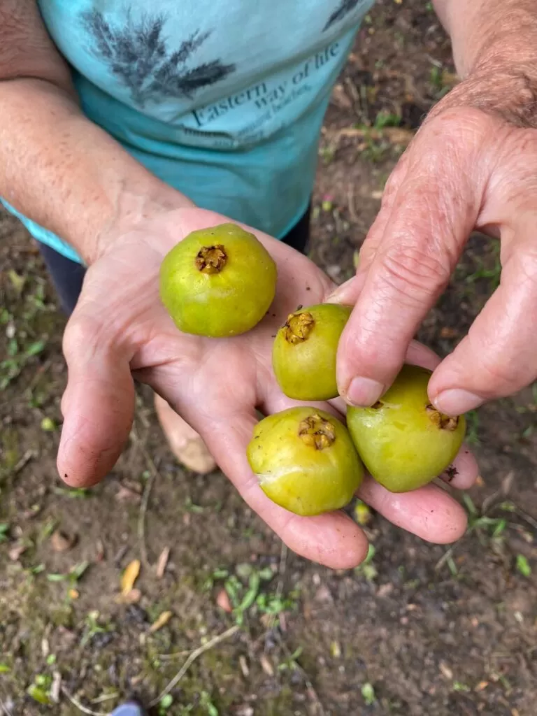 Paraibuna celebra a colheita do Cambuci com Festival Gastronômico e Rota Turística