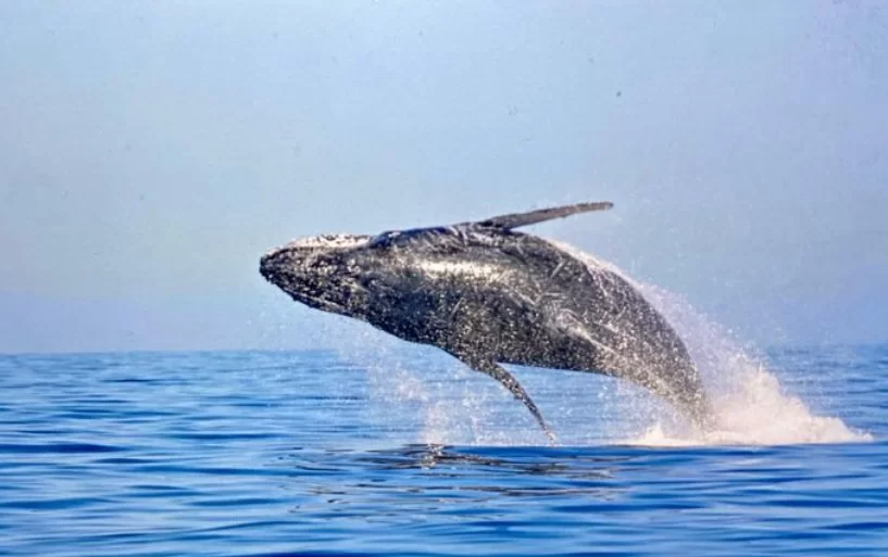 Vai começar a temporada de avistamento das baleias jubartes no Canal de São Sebastião